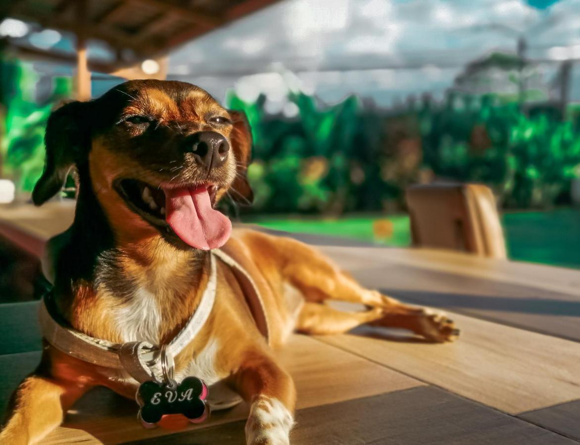 阿雷纳背包客度假村旅馆 La Fortuna 外观 照片 A dog with a tag